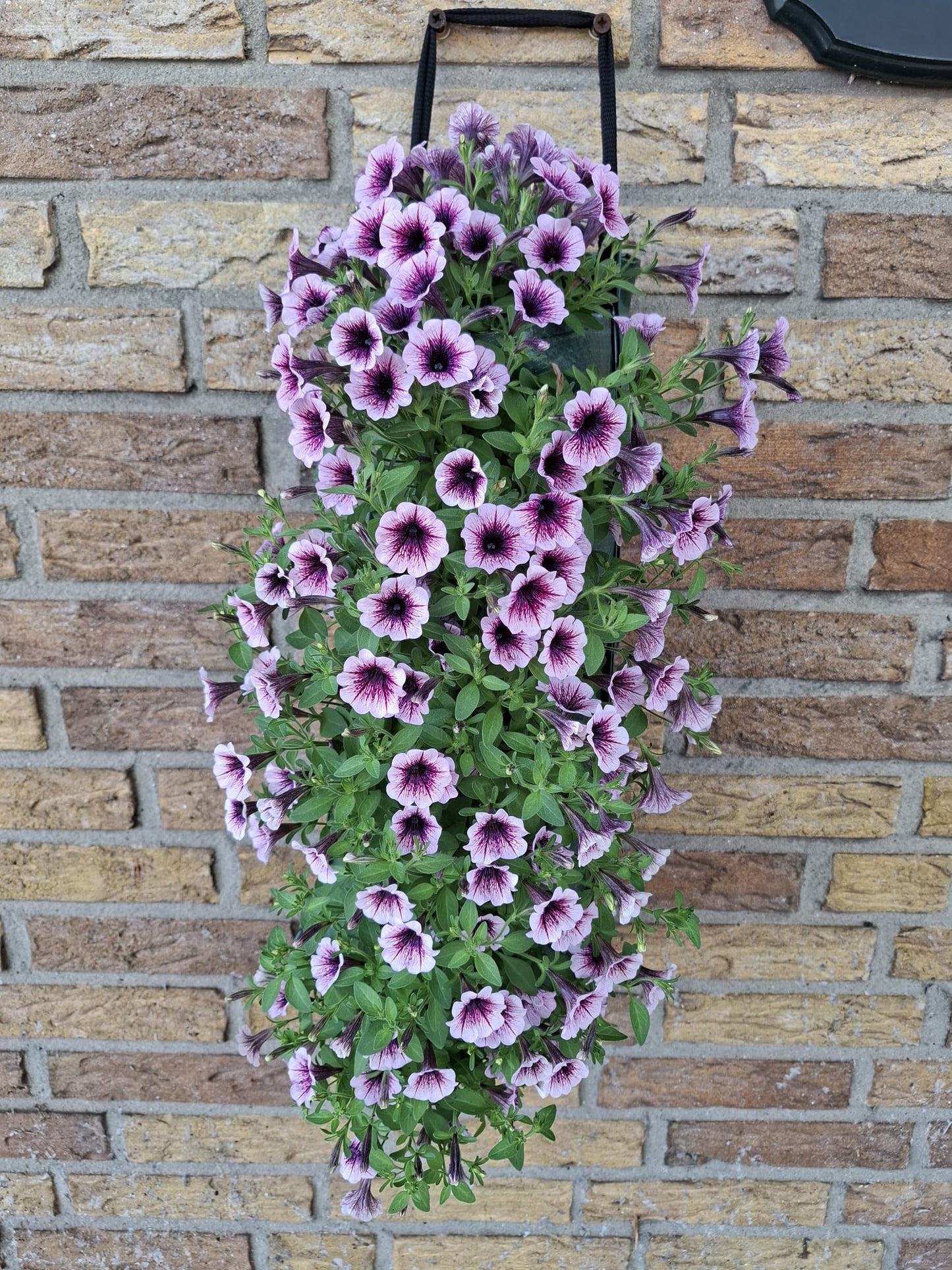 Littletunia Pink Splash