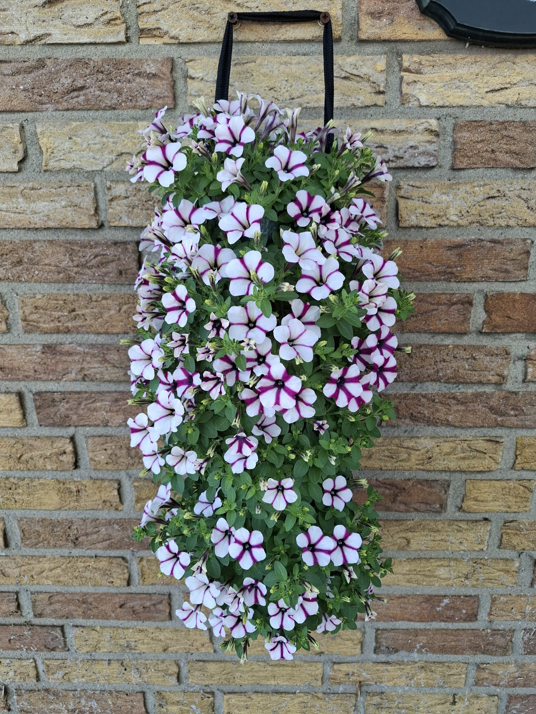 Wandhanger &