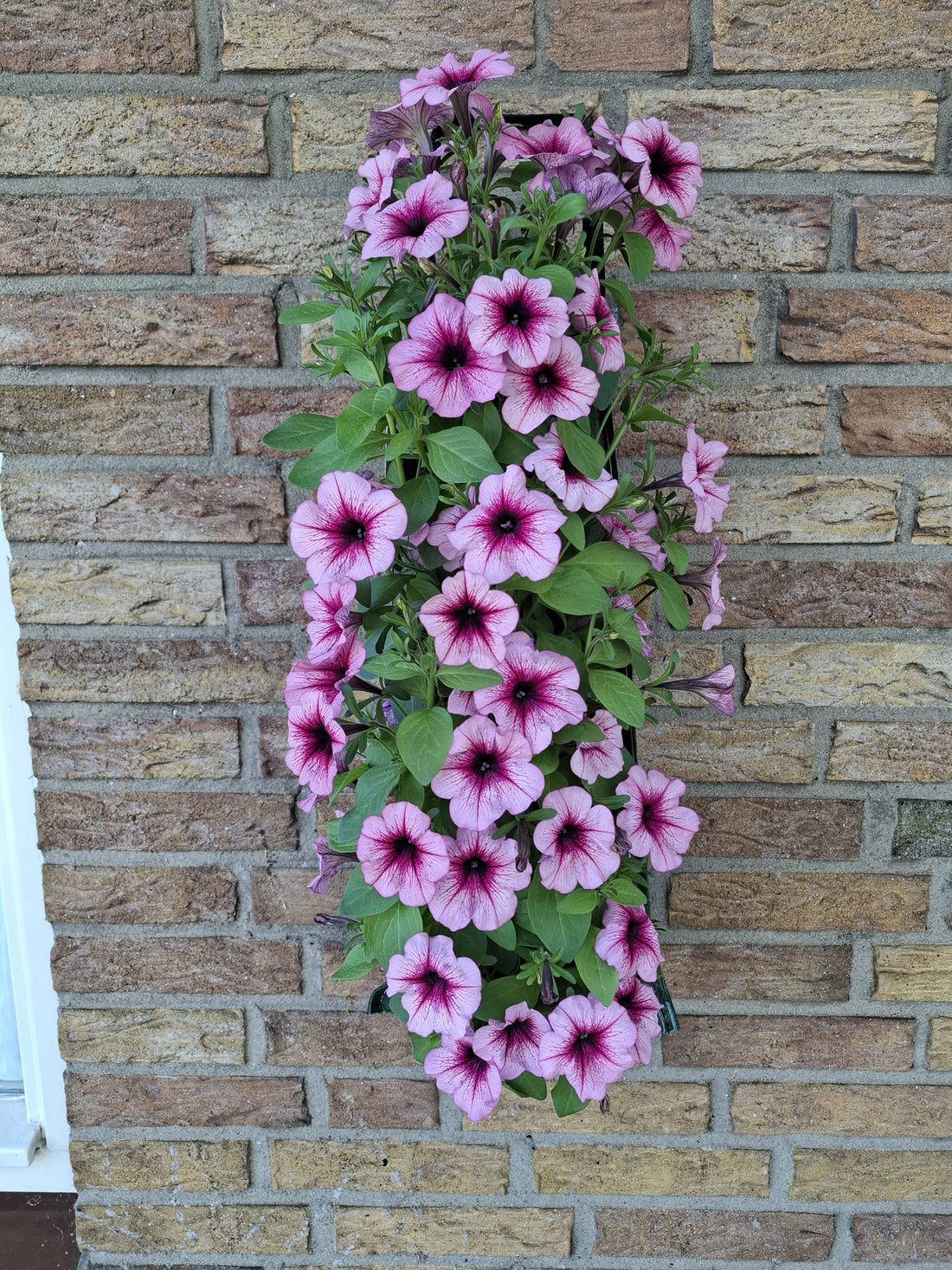 Wandhanger &