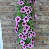 Wandhanger 'Petunia roze'