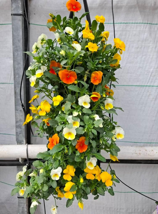 Viola Orange mix