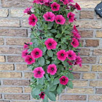 Wandhanger 'Petunia hard roze'