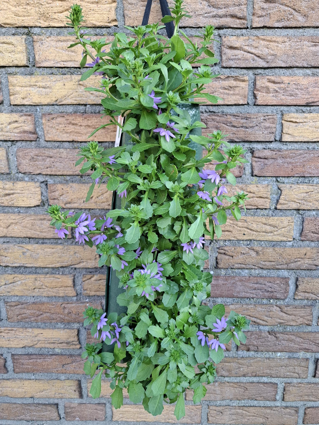 Wandhanger &