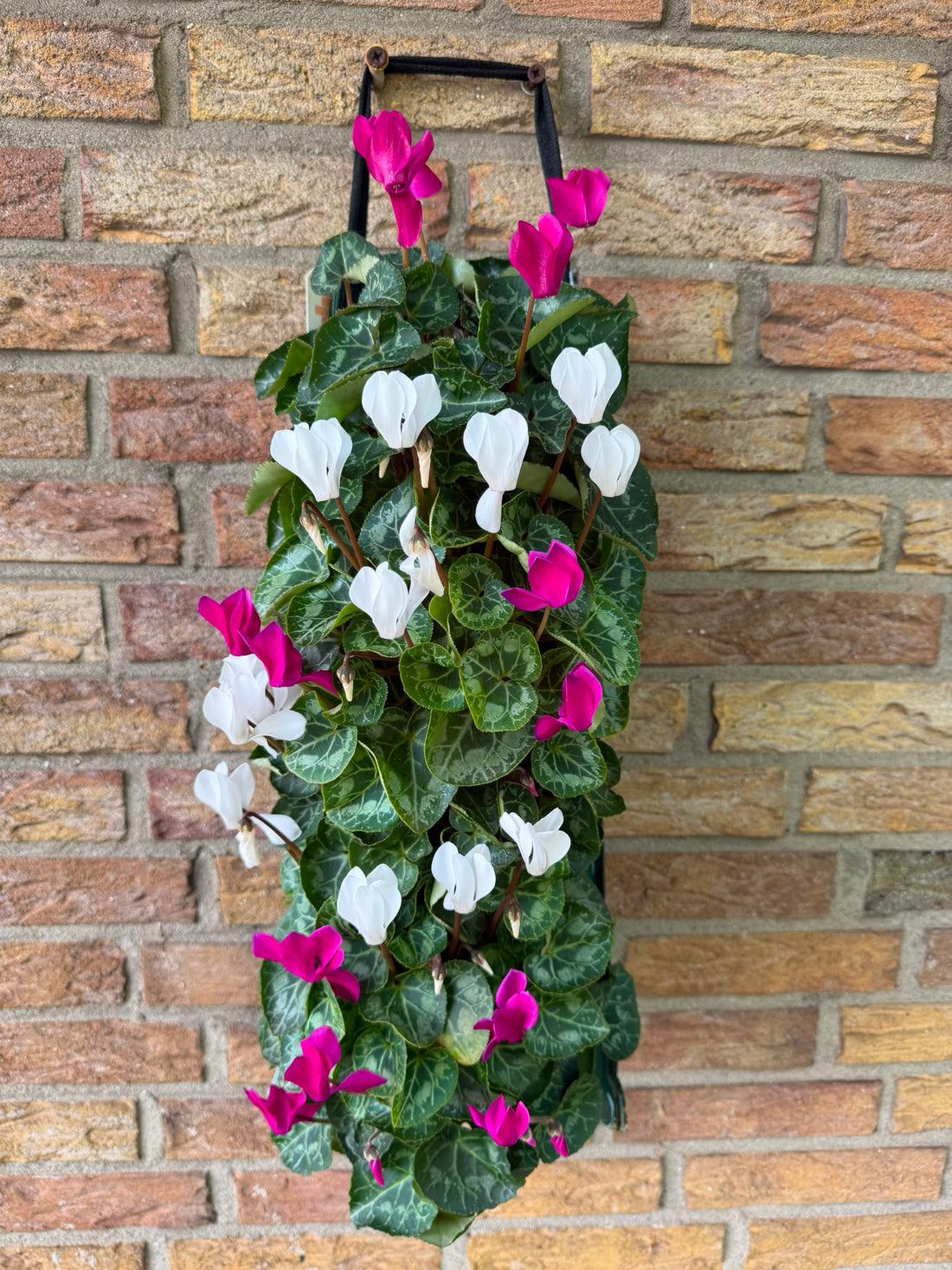 Wandhanger Cyclaam violet met wit