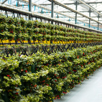 Kerstwandhanger