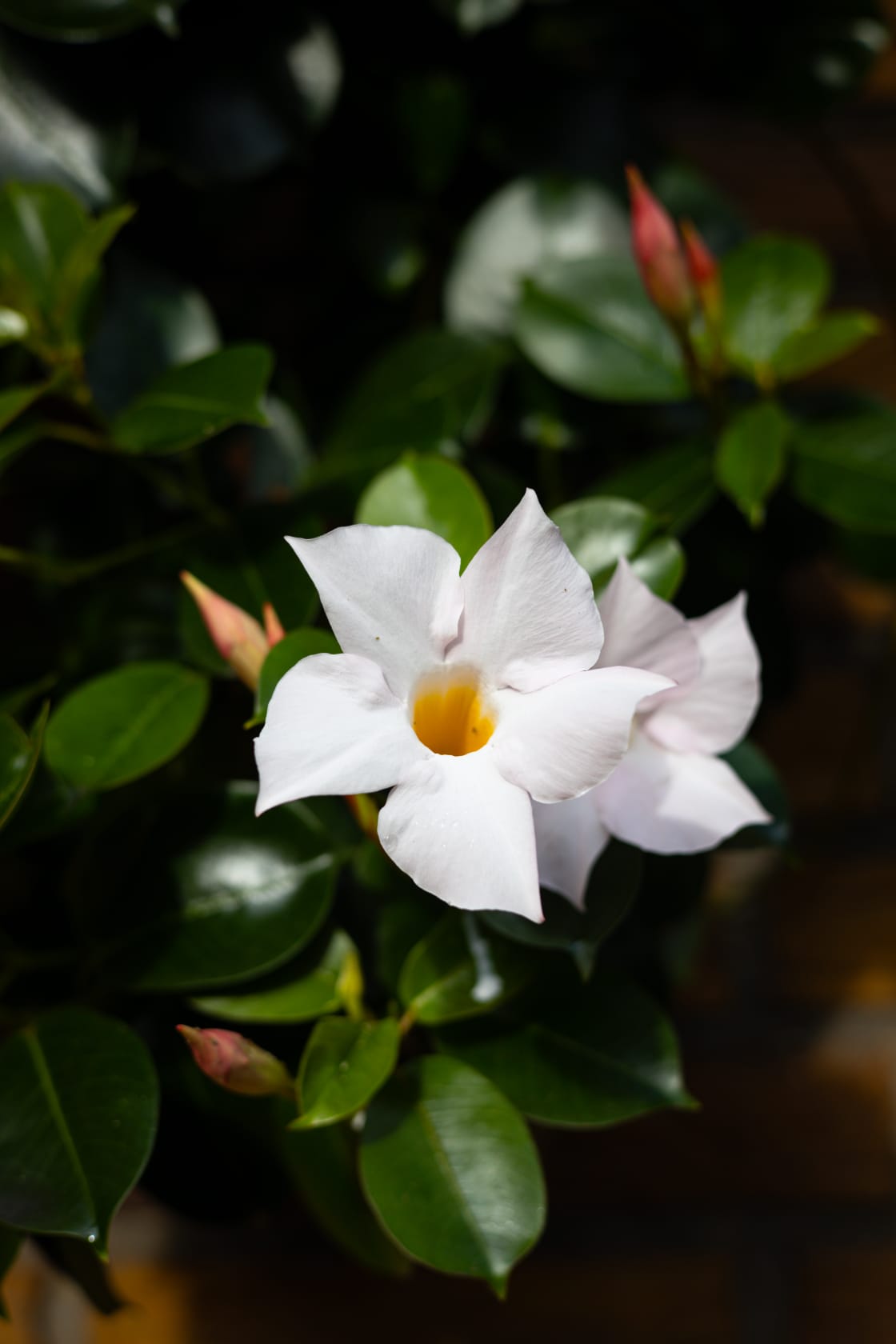 Mandevilla wit