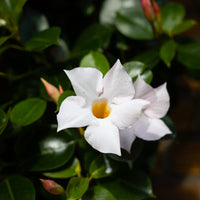 Wandhanger 'Mandevilla wit'