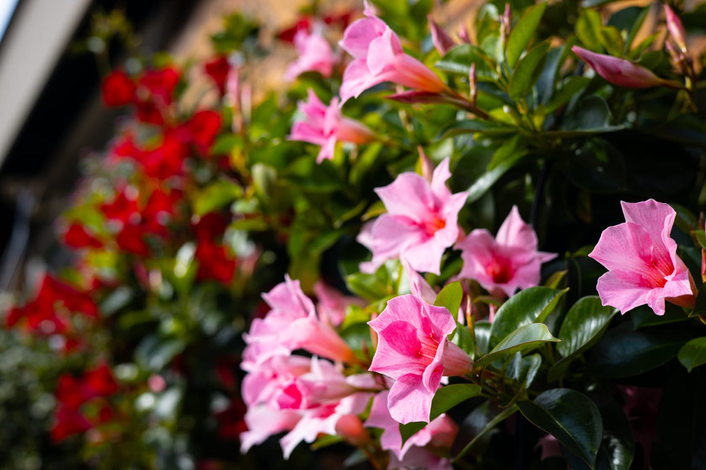 Mandevilla roze