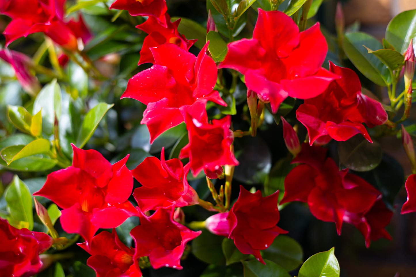 Mandevilla rood