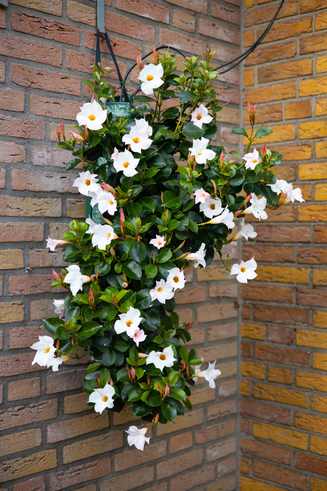 Mandevilla wit