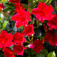 Wandhanger 'Mandevilla rood'
