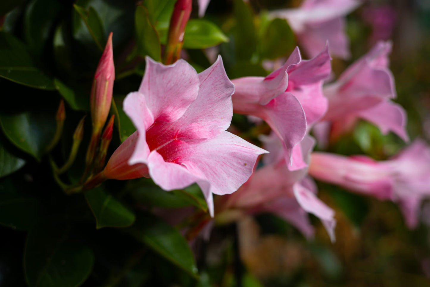 Mandevilla roze