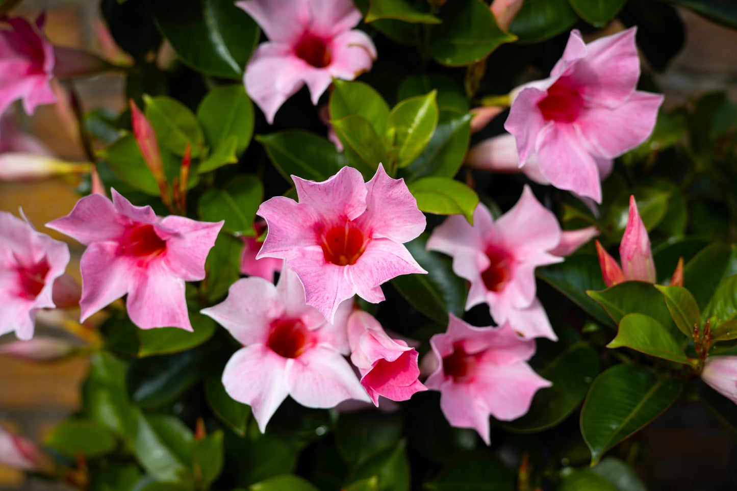 Mandevilla roze
