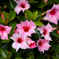 Wandhanger 'Mandevilla roze'