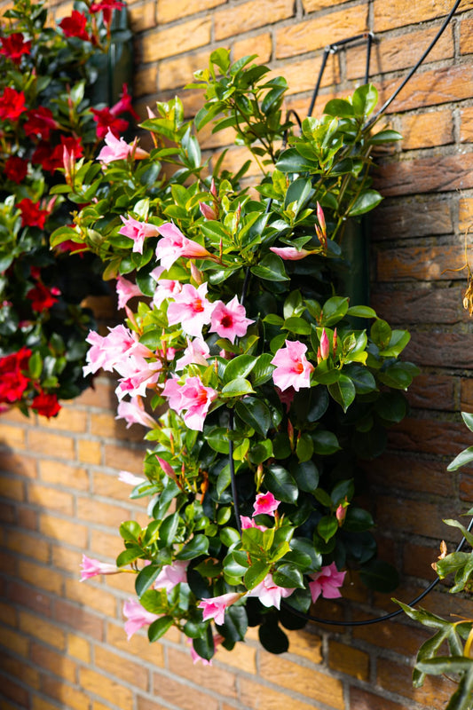 Mandevilla roze