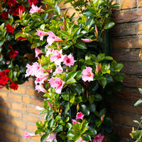 Wandhanger 'Mandevilla roze'