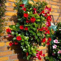 Wandhanger 'Mandevilla rood'