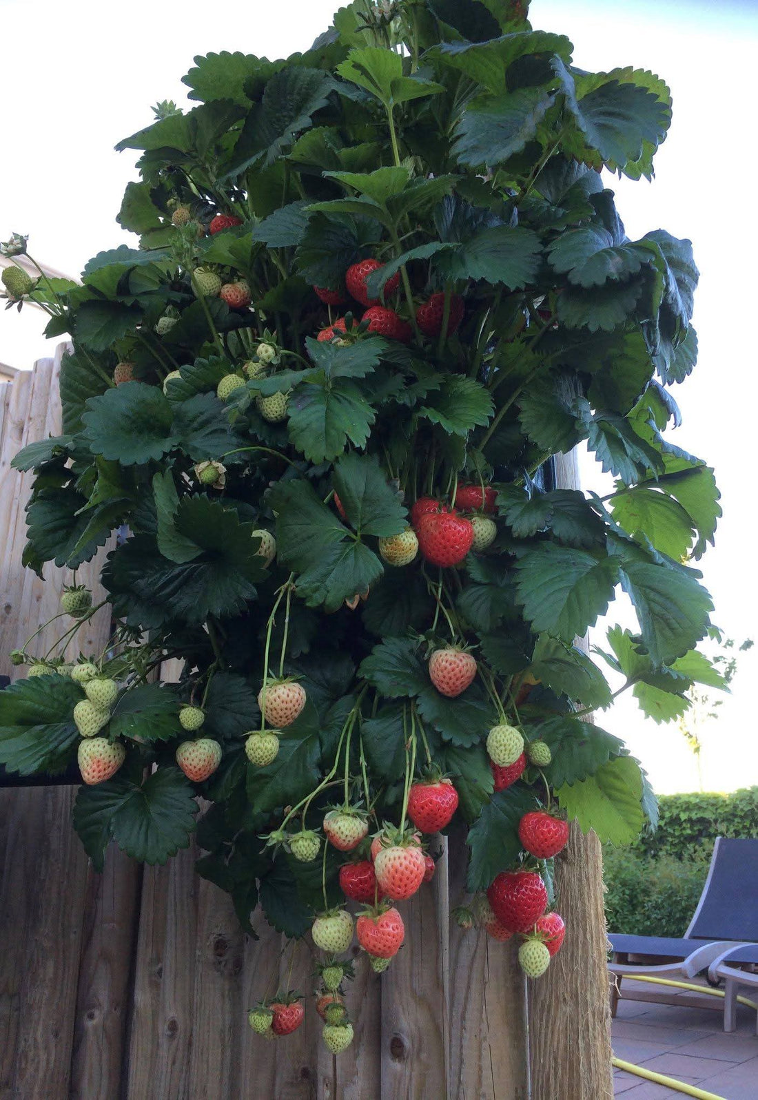 Wandhanger &