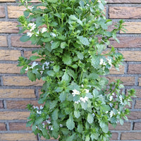 Wandhanger 'Scaevola wit´