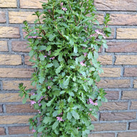 Wandhanger 'Scaevola roze´