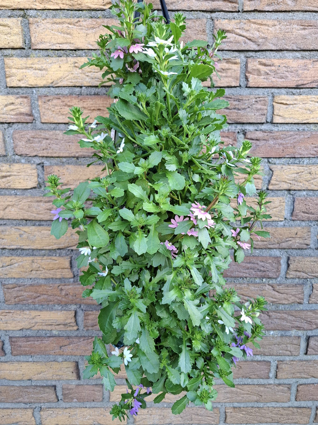 Wandhanger &
