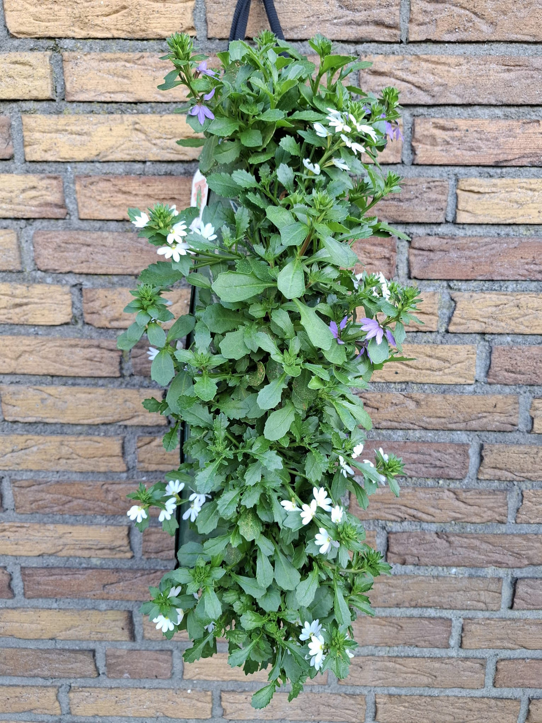 Wandhanger &
