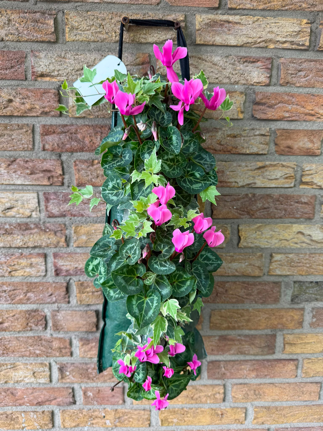 Wandhanger cyclaam roze met Hedera