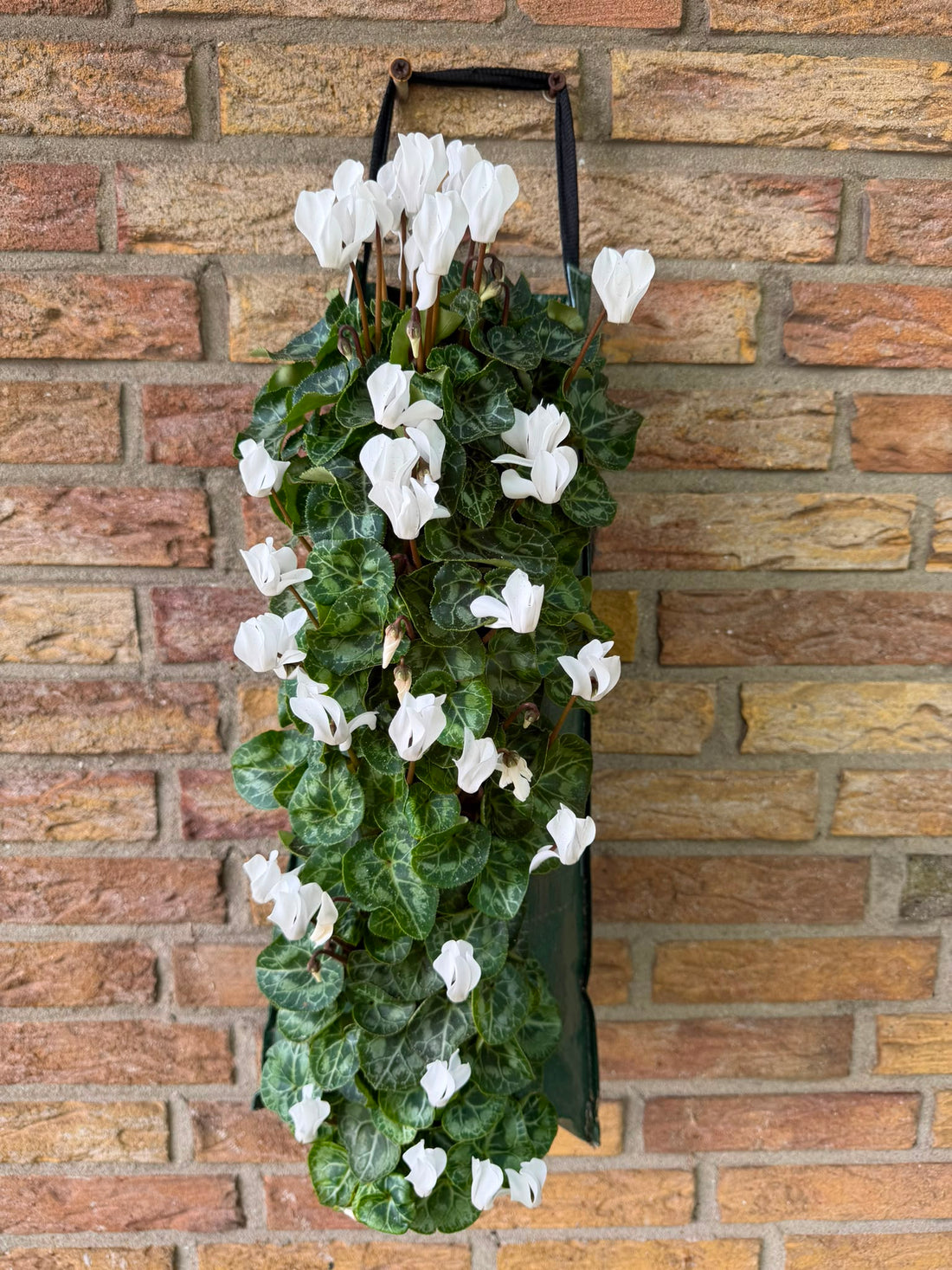 Wandhanger Cyclaam wit