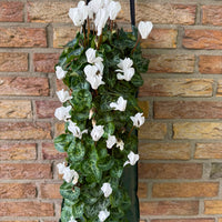 Wandhanger Cyclaam wit