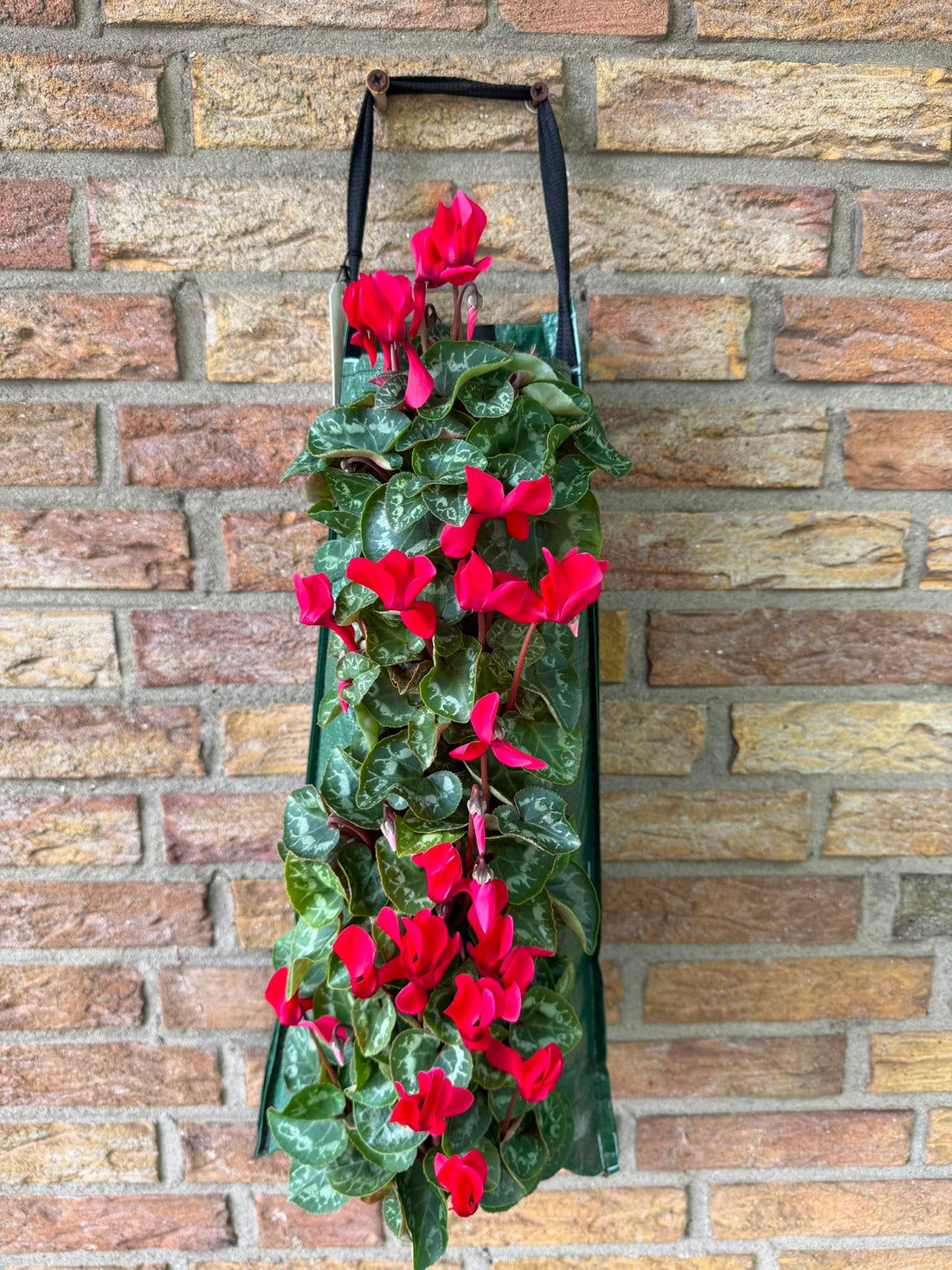 Wandhanger Cyclaam rood