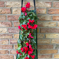 Wandhanger Cyclaam rood