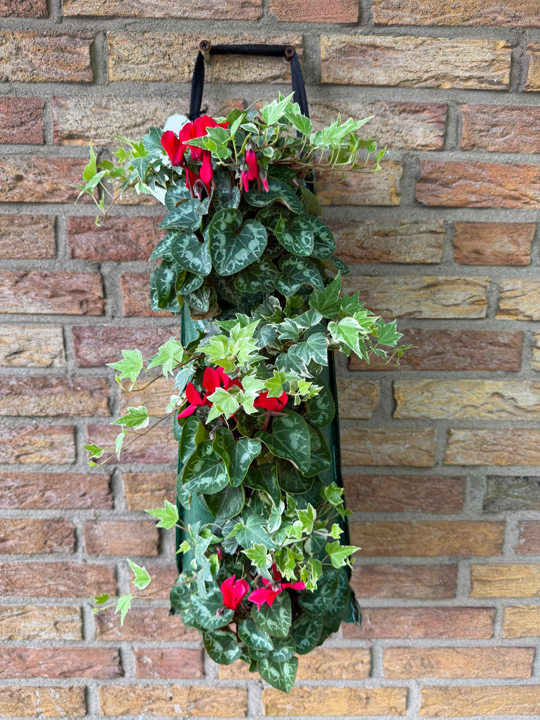 Wandhanger Cyclaam rood met Hedera