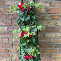 Wandhanger Cyclaam rood met Hedera