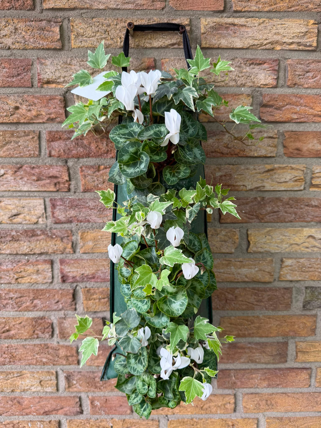 Wandhanger Cyclaam wit met Hedera