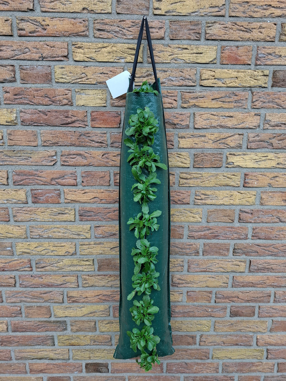 XL Wandhanger
