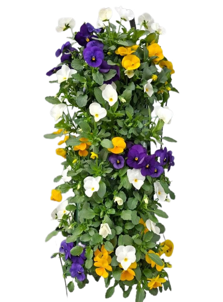 Viola 'Carnaval mix´