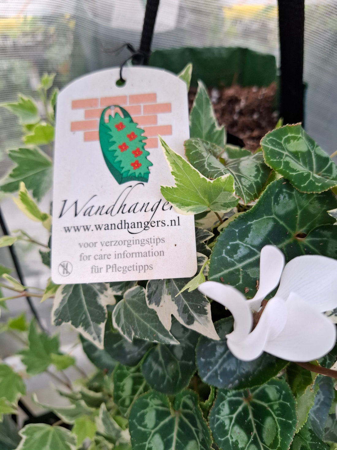 Wandhanger Cyclaam wit met Hedera