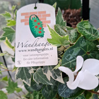 Wandhanger Cyclaam wit met Hedera