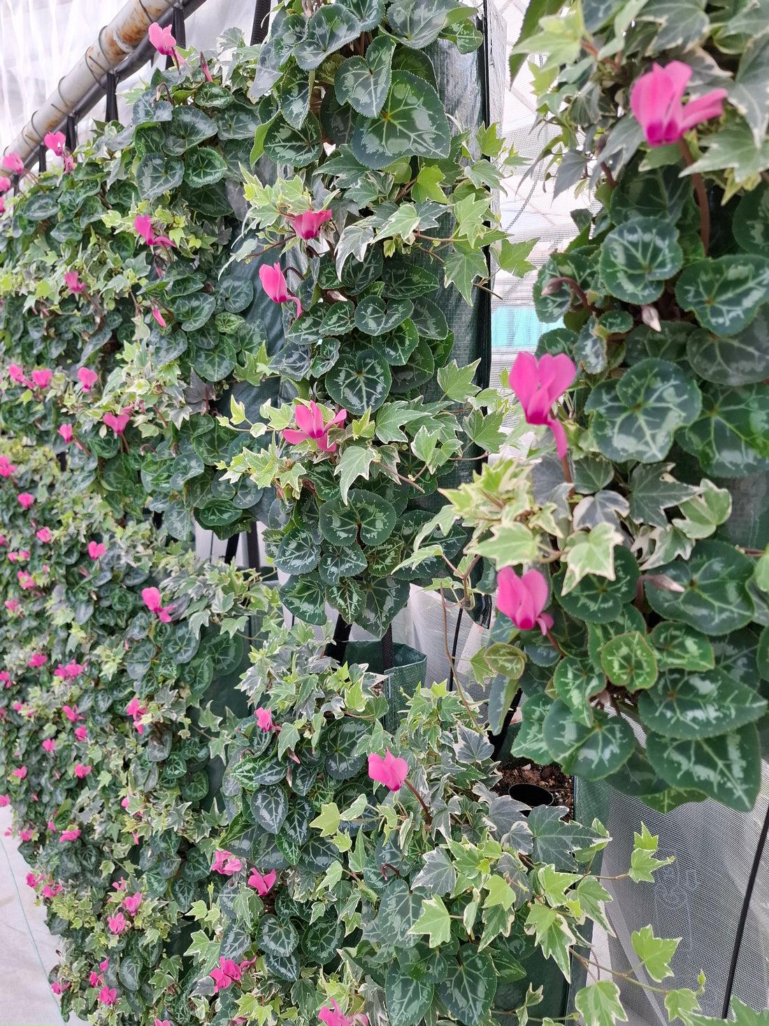 Wandhanger cyclaam roze met Hedera