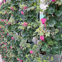 Wandhanger cyclaam roze met Hedera