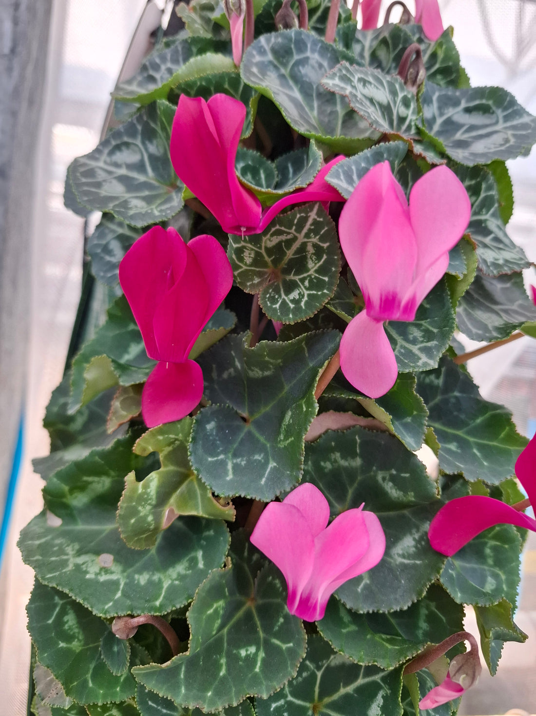 Wandhanger Cyclaam violet met roze