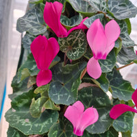Wandhanger Cyclaam violet met roze