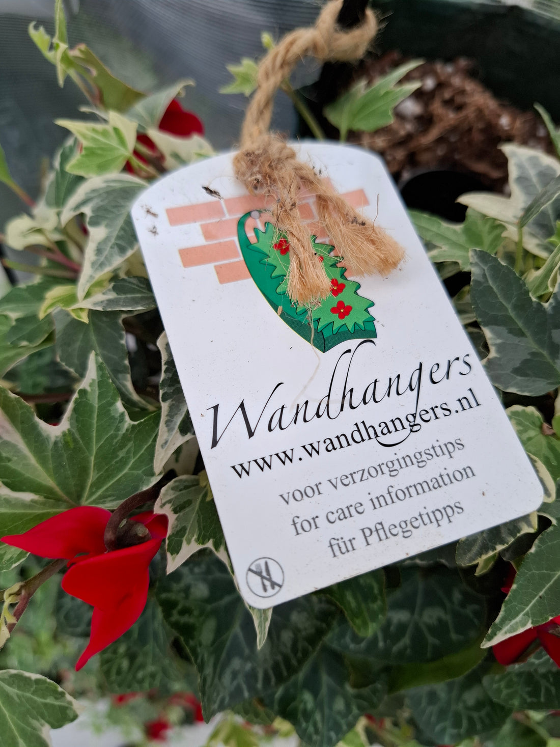 Wandhanger Cyclaam rood met Hedera