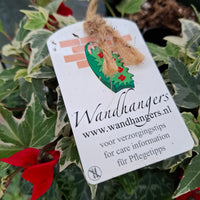 Wandhanger Cyclaam rood met Hedera