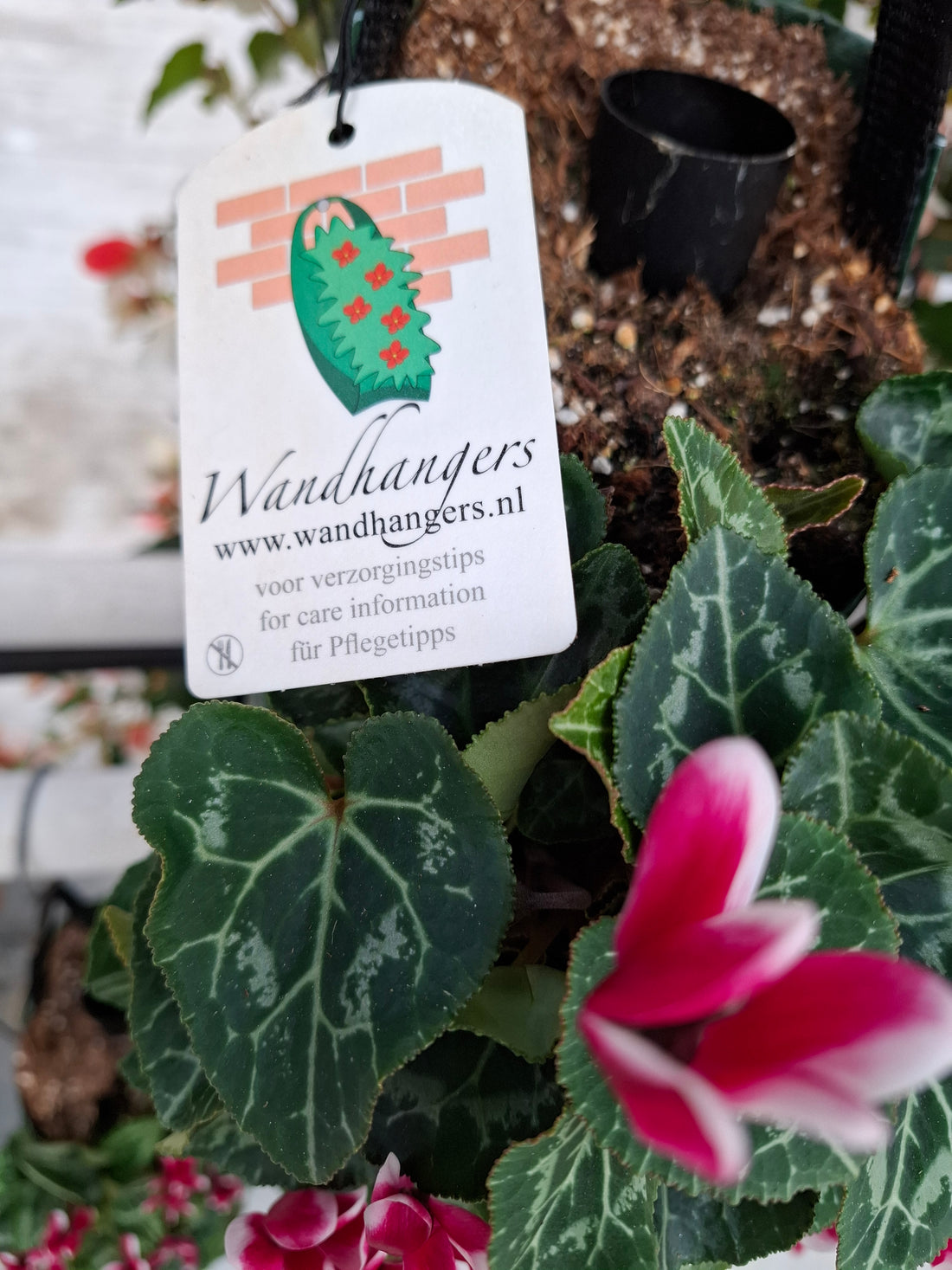 Wandhanger Cyclaam Fonce