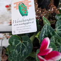 Wandhanger Cyclaam Fonce