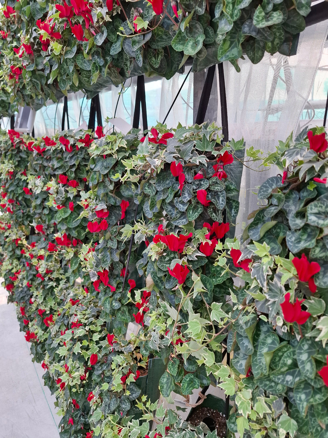 Wandhanger Cyclaam rood met Hedera