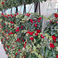 Wandhanger Cyclaam rood met Hedera