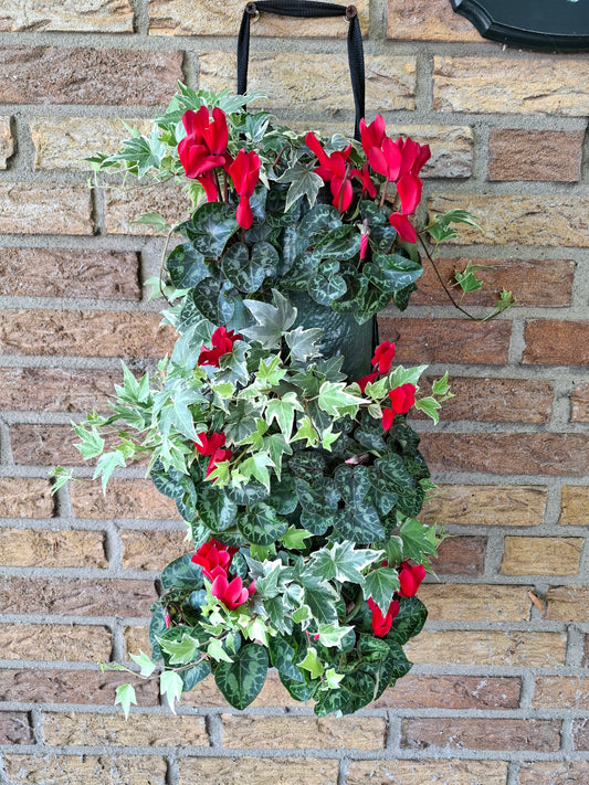 Wandhanger Cyclaam rood met Hedera