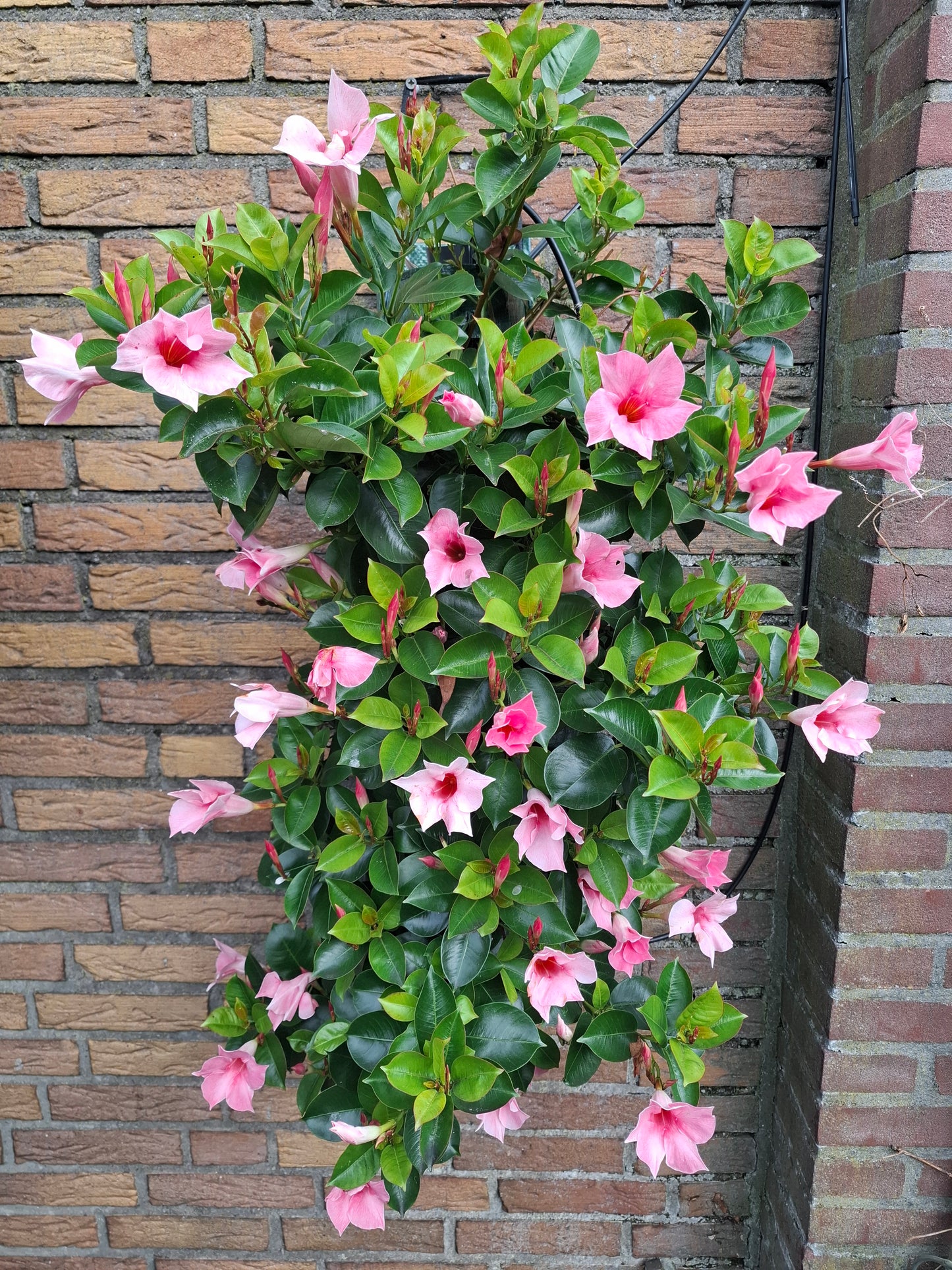 Mandevilla roze